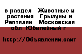  в раздел : Животные и растения » Грызуны и Рептилии . Московская обл.,Юбилейный г.